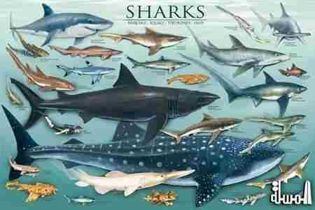 أسماك القرش تنعش السياحة فى البحر الأحمر