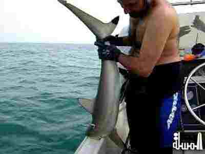 جزر البهاماس تحظر صيد سمك القرش لتجنب خلال النظام البيئي