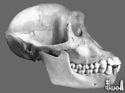 اكتشاف جمجمة قرد تعود الى 20 مليون عام باوغندا