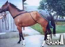 محافظ الاقصر يطالب بحفاضات للخيول