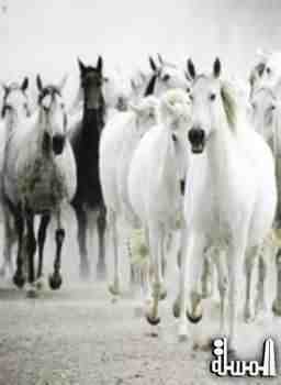 الإمارات تنظم مؤتمرا دوليا للخيول العربية في ألمانيا
