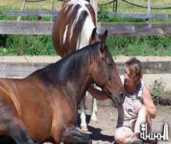 دراسة : الخيول تتعرف على صاحبها عن طريق صوته