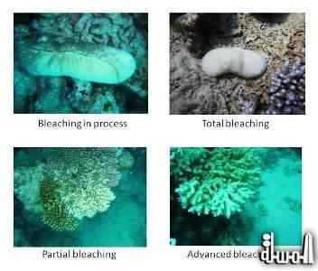 ظاهرة ابيضاض الشعاب المرجانية  خطر يقترب من البحر الاحمر ويهدد سياحة الغوص ..!