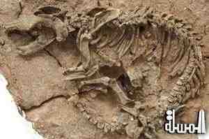 العثور على بقايا ديناصور في أقصى جنوب تونس