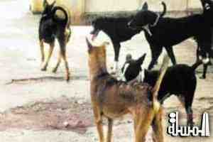 الكلاب الجائعة تغلق مطار نواكشوط وتعطل حركة الطيران