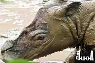 منظمة عالمية : العثورعلى آثار وحيد القرن السومطري في جزيرة بورنيو