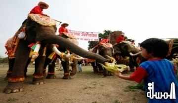 سياحة تايلند تجذب السياح بالرسم على الفيلة