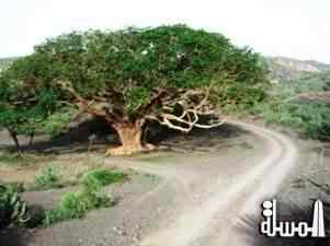 صرخة شجرة من قفص محاكم البشر في اليمن  ... بقلم عبدالغنى اليوسفى