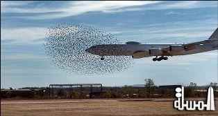 الطيور تكلف الطيران ملياري دولار سنويا‏!‏