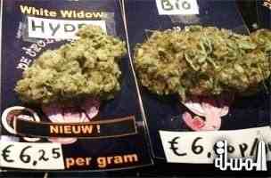 Dutch cannabis cafes stage open revolt by selling dope to tourists