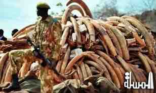 incredible scandal ..Senior Kenya wildlife officers may have turned into poachers