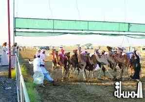 سياحة سلطنة عمان تنظم  سباق الهجن العربية الأصيلة بمضمار الوهرة ببركاء