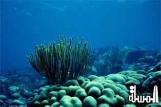 نجاح مشروع إعادة تأهيل الشعاب المرجانية بالبحر الاحمر