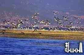 منحة لتطوير سياحة مراقبة الطيور في الأردن