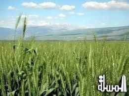 19٫5 ٪ انخفاض متوسط نصيب المواطن المصرى من محصول القمح عام 2012