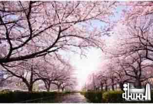 Agoda.com readies hotel deals in the leadup to Japan s cherry blossom season