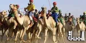 محافظ جنوب سيناء يخصص 2 مليون جنيه لسباقات الهجن بشرم الشيخ