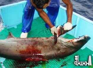 Starwood Hotels & Resorts eliminates shark fins from their menu