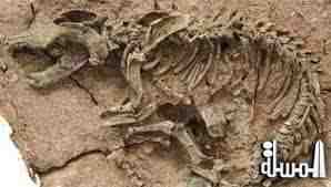 العثور على ديناصور متحجر في شمال الصين