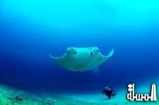 SUBAQUATIC ADVENTURES WITH CHEVAL BLANC RANDHELI: NEW DIVE AND SNORKEL ADVENTURES FOR WINTER 2014