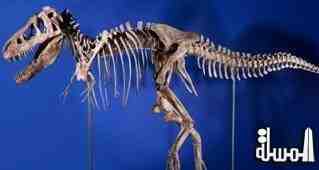 اكتشاف هيكل عظمى لديناصور نادر بتونس