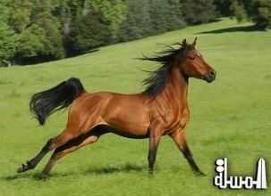 القاهرة تطلق غداً الدورة ال 20 لمهرجان الخيول العربية الأصيلة