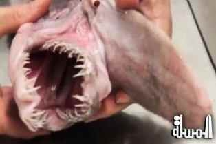 أسترالي يصطاد سمكة قرش نادرة
