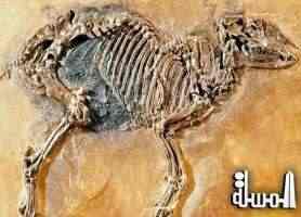 اكتشاف أحفور إسفنجي بالصين عمره 600 مليون عام