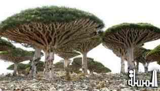 جزيرة سقطرى تتصدر قائمة محافظات اليمن الاوفر حظا بالتوثيق والاهتمام الاعلامي