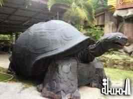 The Giant Land Tortoise 