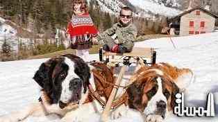 بلدة سويسرية تمنع جلسات تصوير السياح مع كلابها
