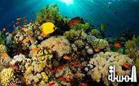 الإسفنج خطر جديد يهدد الشعب المرجانية
