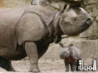 استنساخ قرون وحيد القرن لحمايته من الانقراض