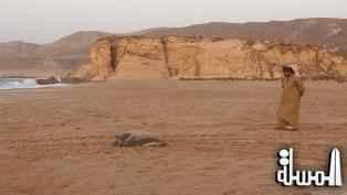 محمية السلاحف البحرية في سلطنة عُمان… البيئة بين السياحة والتنمية