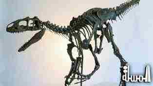 اكتشاف حفريات عمرها 500 ألف عام لكائنات عاصرت انقراض الديناصورات