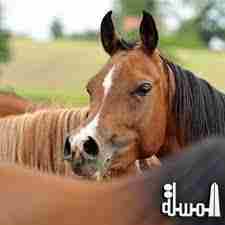 اختتام فعاليات مهرجان الكويت الدولي لجمال الخيول العربية