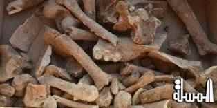 اكتشاف أقدم حفرية لأوعية دموية فى بولندا