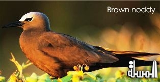 Denis Island in the Seychelles intensifies its drive to bring back the Brown Noddy Birds