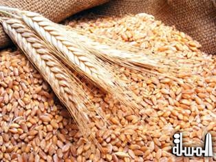 على مسئولية جهاز الإحصاء: مصر تتصدر دول العالم فى استيراد القمح 17 مليون طن سنويا