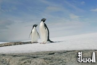 اقامة أكبر محمية بحرية في العالم بالمحيط القطبي الجنوبي