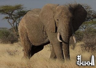 25 مليون دولار خسائر السياحة الافريقية بسبب الصيد غير الشرعي للفيلة