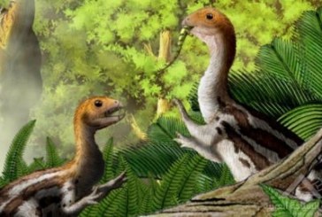 اكتشاف آثار متحجرات لديناصورات قد تفسر سبب ظهور مناقير العصافير