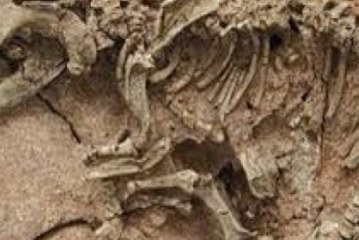 العثور على حفريات تعود لـ 252 مليون سنة تكشف عن انقراض جماعي سببه اصطدام كويكب بالأرض