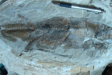 ديناصورات العصر الجوارسي في شمال اليمن... تحقيق يكتبه ماجد التميمى