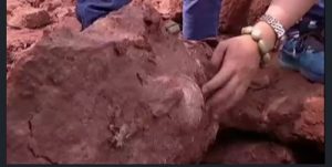 بالفيديو .. العثور على بيض ديناصور جنوب الصين