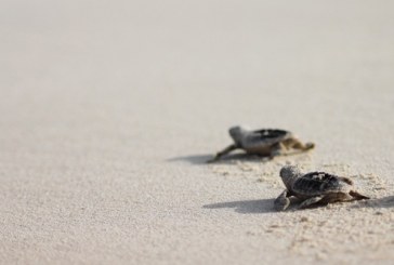 السلاحف البحرية المهددة بالانقراض تعود إلى موطنها في شاطئ السعديات