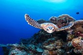 Six Senses Laamu Celebrates World Turtle Day With placement of the 100th Hawksbill turtle on the resort's marine database