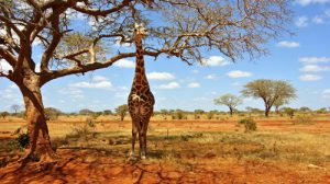 On the International Day for Biological Diversity UNWTO announces a training on tourism and biodiversity in West and Central Africa