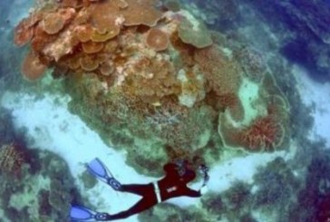 حاجز أستراليا المرجاني يضخ 29 مليار دولار على السياحة