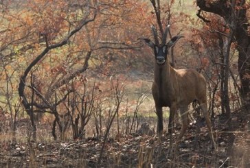 اليونسكو: سحب منتزه كوموي الوطني (كوت ديفوار) من قائمة التراث المعرّض للخطر